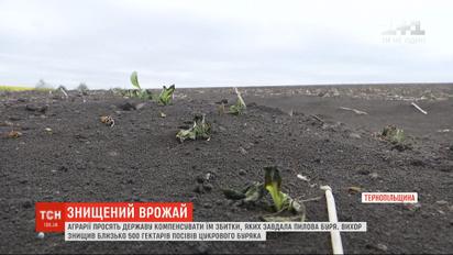 Аграрии просят государство компенсировать им убытки, которые нанесла пылевая буря в Тернопольской области