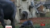 Слоненята-двійнята вперше вийшли на прогулянку в зоопарку Праги