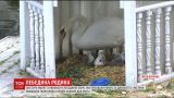 В семье лебедей в Каменец-Подольском появилось пополнение