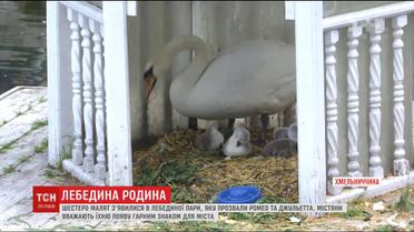 У сім'ї лебедів у Кам'янець-Подільському з'явилося поповнення
