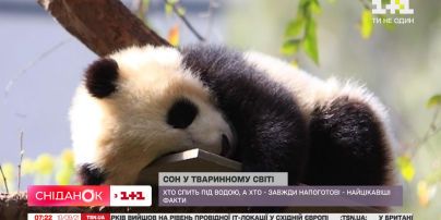 Як сплять тварини – Поп-наука