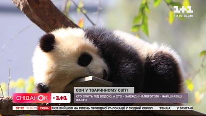 Як сплять тварини – Поп-наука