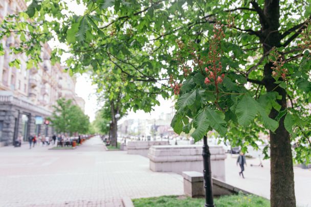 Розовые каштаны на Крещатике / Фото: КМДА