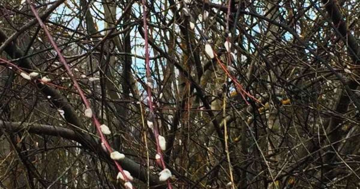 Вербові котики у січні