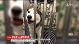 У Китаї хаскі з двома товаришами хотів утекти із ветеринарної клініки