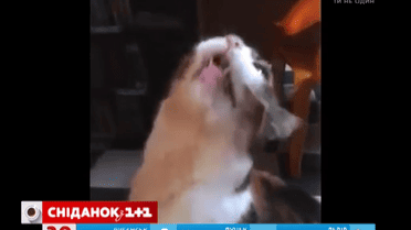 Сеть покорило видео с котом, который рычит от удовольствия