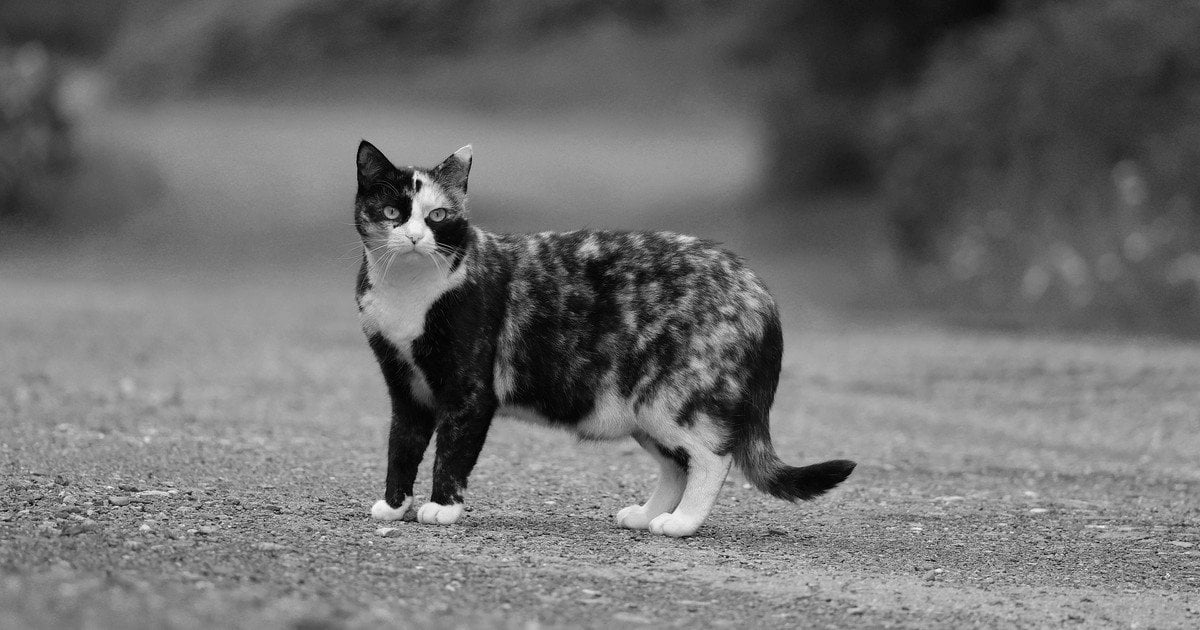 Джерело сказу – інфіковані тварини