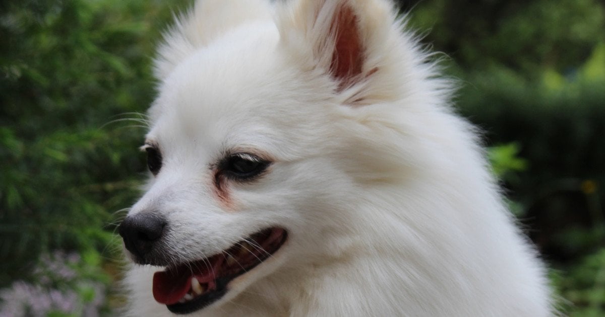 Мініатюрний самоїд