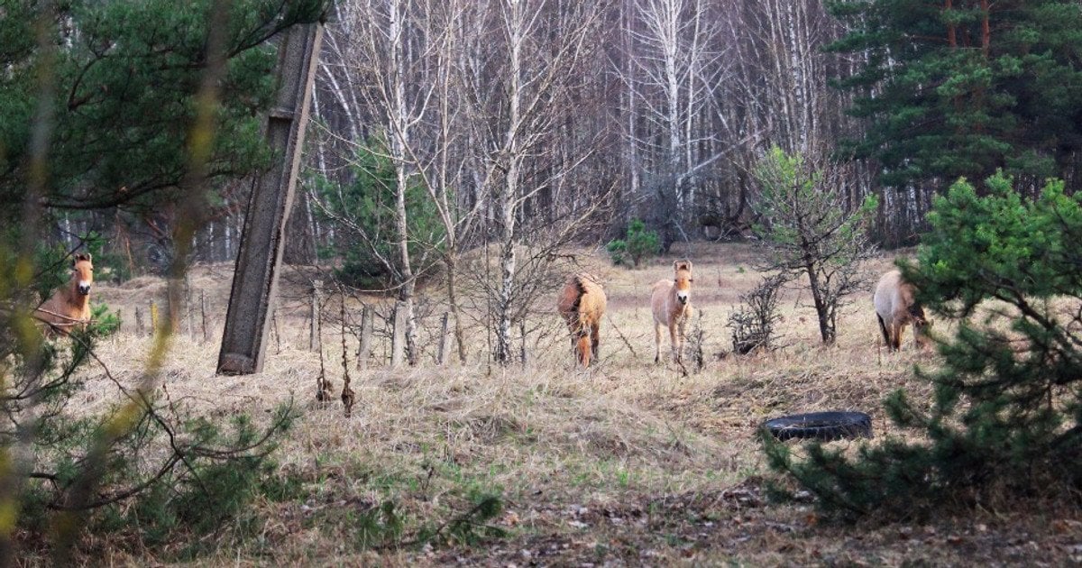У Чорнобилі зафільмували весняні прогулянки коней Пржевальського