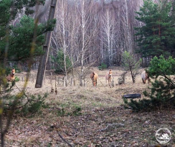 Дика ідилія: як живеться єдиному в світі виду диких коней у Чорнобильській зоні (фото)