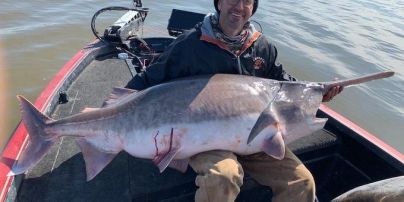 В США рыбак выловил рекордную гигантскую рыбу. Ее пришлось отпустить