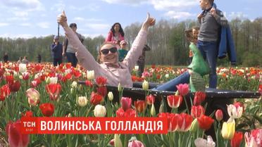 На Волині фермер засадив квітами два гектари поля