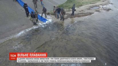 3 тонны рыбы выпустили в Днепр возле Киева