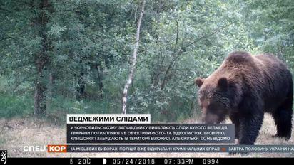 В Чернобыльском заповеднике появился бурый медведь