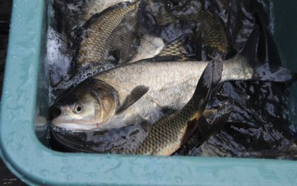 У 2020 році Україна встановила рекорд з експорту риби