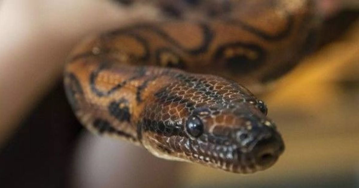 Змія, яка не контактувала з іншими удавами, народила 14 дітей / Фото: PA