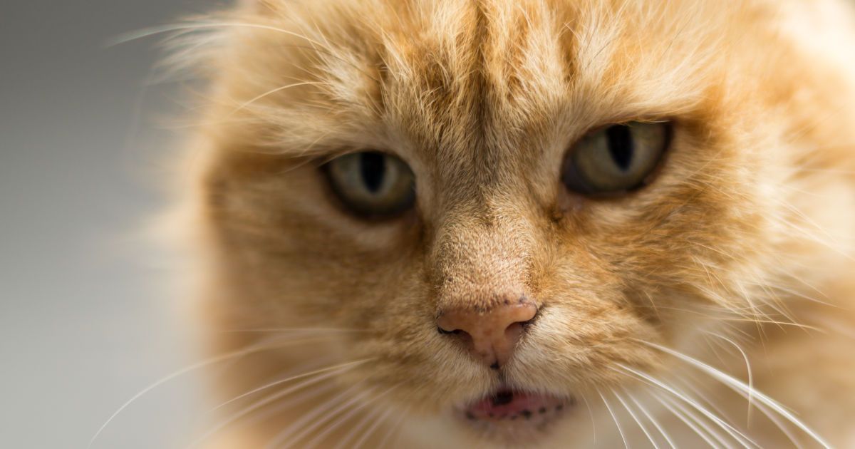 Что делать, если ваш питомец попал в беду?