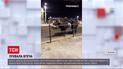 Новости Украины: в Тернополе из зоопарка сбежали два буйвола и пони
