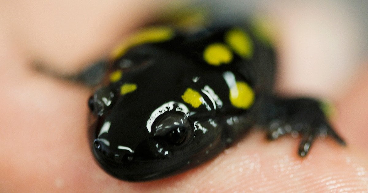 Саламандра