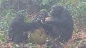 Шимпанзе едят ферментированные фрукты с этанолом / Фото: Anna Bowland/Cantanhez Chimpanzee Project/University of Exeter