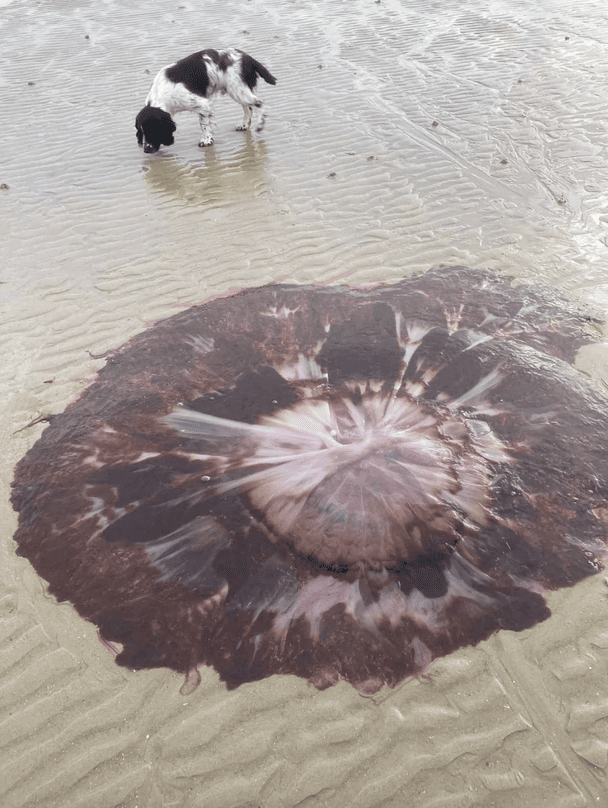 Величезна медуза. / © Фото із соціальних мереж