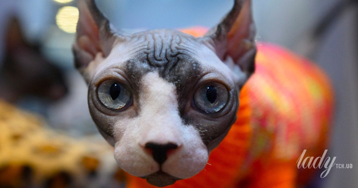 Їжа очима кота