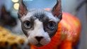 Їжа очима кота