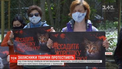 Кошеня з вікна: у Херсоні вимагають розслідування випадків жорсткого поводження з тваринами