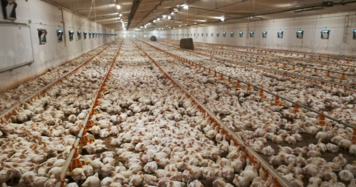 В Україні розвивають виробництво курятини без антибіотиків та інвестують в проект 38 млн €