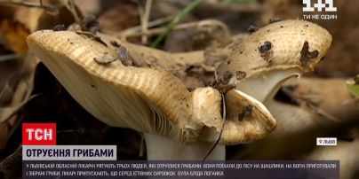 Новости Украины: во Львове медики спасают трех человек, которые наелись грибов