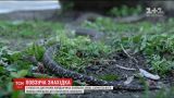 У Києві виявили рідкісну змію на дитячому майданчику