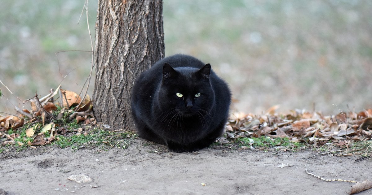 Черный кот