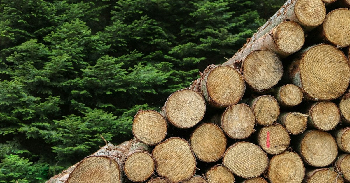 Чи можна українцям заготовляти дрова в лісі