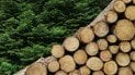 Чи можна українцям заготовляти дрова в лісі