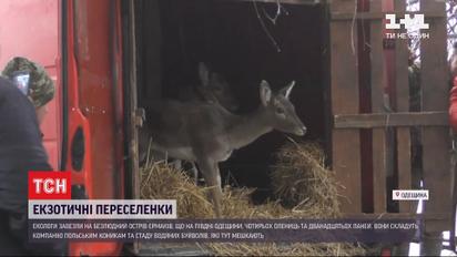 На остров Ермакив заселили 4-х благородных олениц и 12 ланей