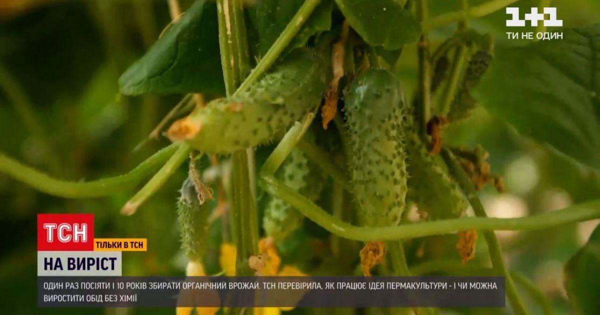Божие коровки вместо гербицидов и черви удобрения: как вырастить органический урожай в Украине