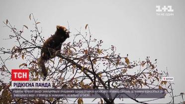 У китайській провінції Сичуань зафільмували рідкісну червону панду