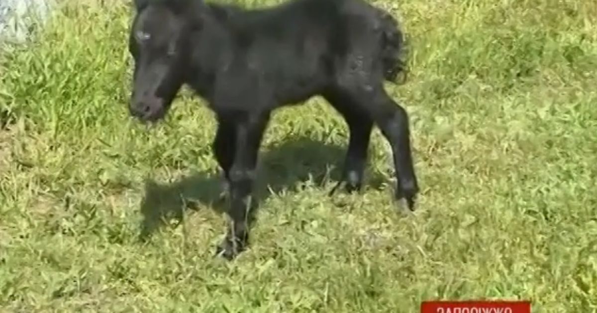 Грайливе маля ще не відходить від матусі