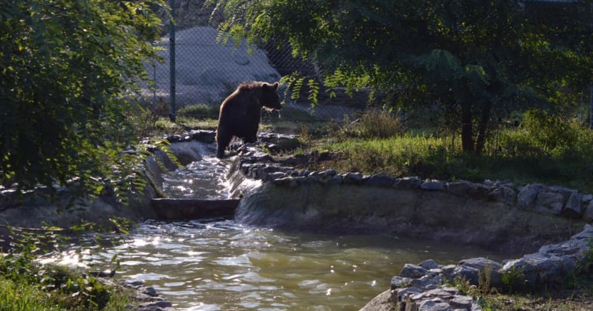 фото со страницы WHITE ROCK Bear Shelter в Facebook