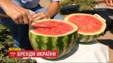 "Бренди України": як херсонські фермери намагаються запатентувати  місцеві кавуни