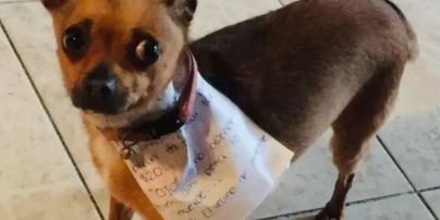 Мексиканець на карантині змусив пса сходити по чипси до магазину