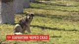 В Николаеве коммунальщики отлавливают бездомных собак, которые могут разносить бешенство