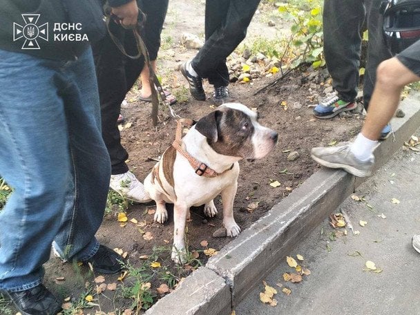 Собака осталась в горящей квартире в Киеве: чем все закончилось