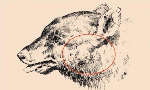 Виявилося, на знімку "сховалася" людина! Чи зможете Ви його знайти?