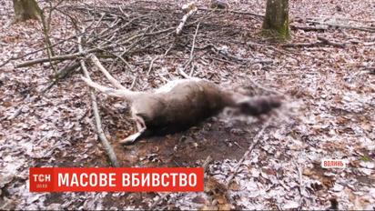 В лесничестве на Волыни неизвестные ночью расстреляли ланей