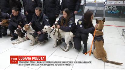 Служебных собак, которые натренированы на поиск наркотиков, учили работать в стрессовых условиях