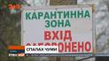 На Буковині через спалах африканської чуми вб'ють 21 тисячу свиней