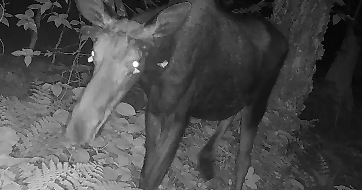 Бабочки пьют слезы лося