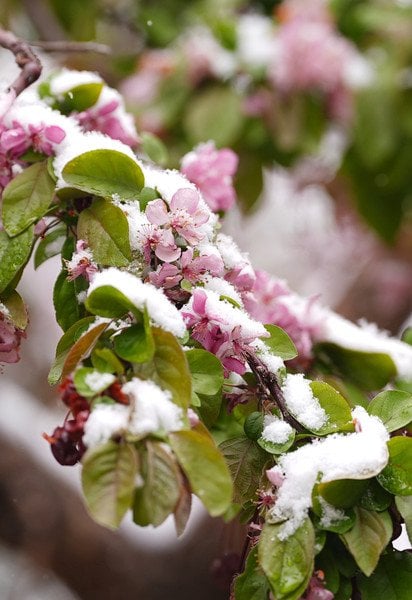 Заморозки в Украине