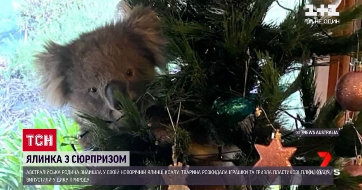 Незваный гость: австралийцы обнаружили на своей искусственной елке в доме испуганную коалу